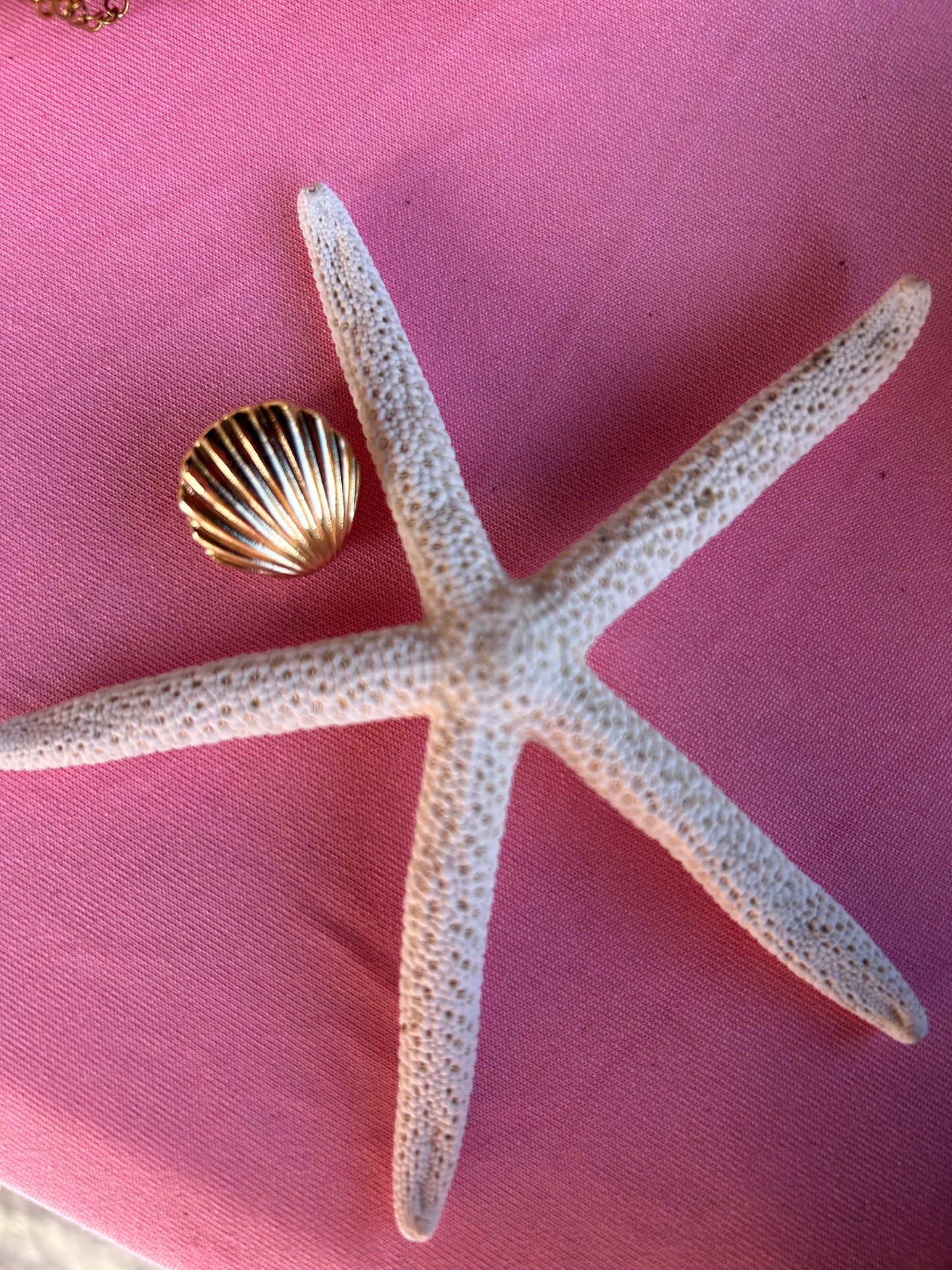 Pampilles + clips coquillage en acier inoxydable